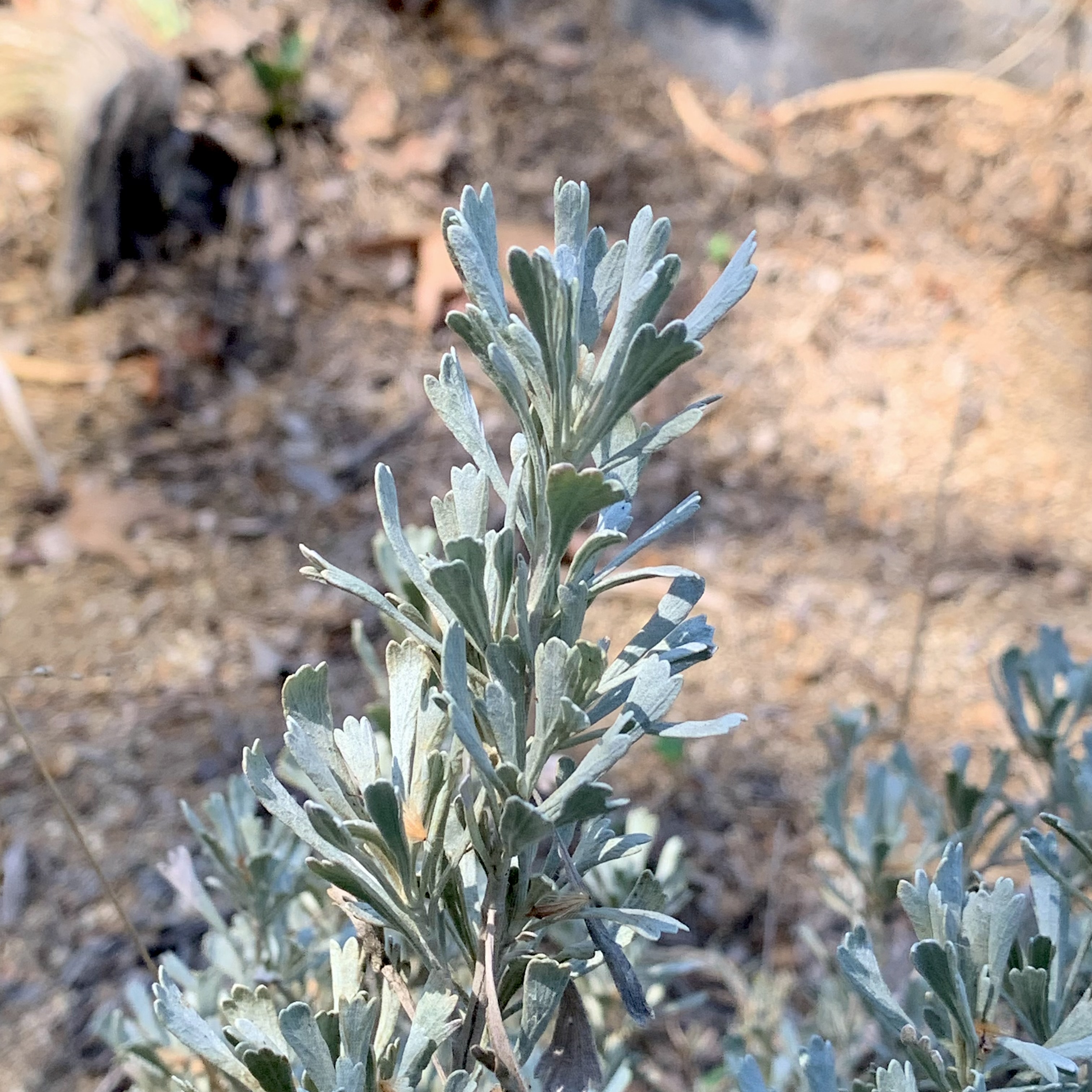 Photo of artemesia tridentata